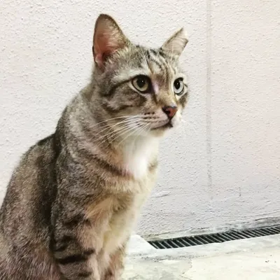 Singapore Cats Club profile