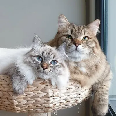 Neo & Lana | Siberiancats profile