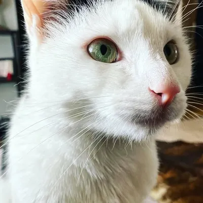 Frederick ✨ profile