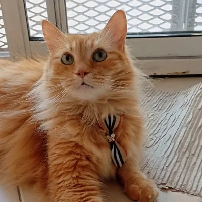 Oddie profile