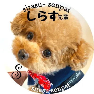 トイプーしらす先輩 profile