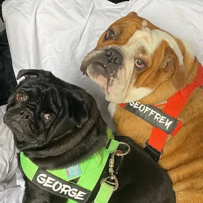 George & Geoffrey profile