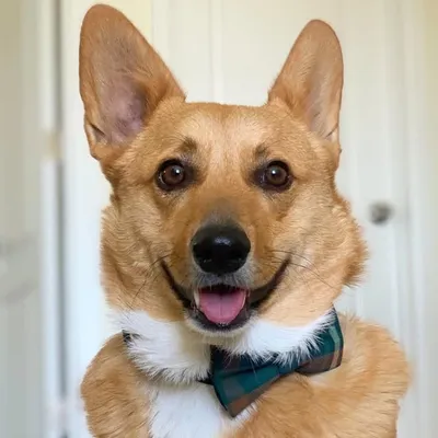 Ralphy “Sir Corg-A-Lot” profile