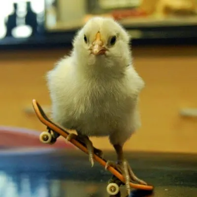 Skateboard Lover profile