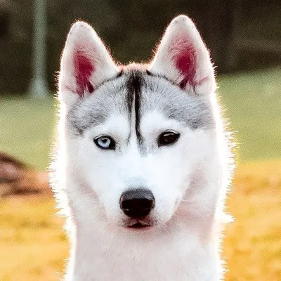 Skaya Siberian profile