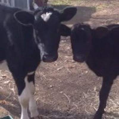 Skylands Animal Sanctuary profile