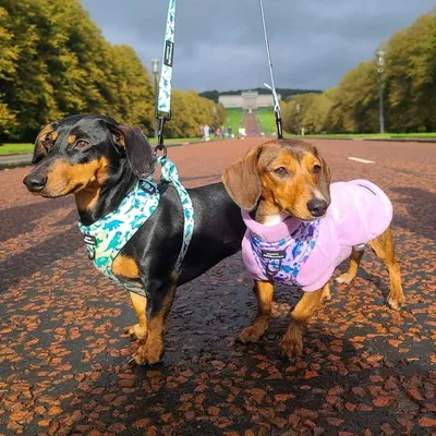 slinky and jessie profile