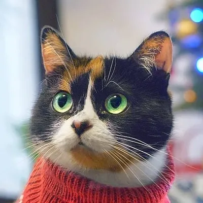 Куки profile