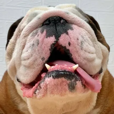 Slobbery Bulldog ๐ถโ profile