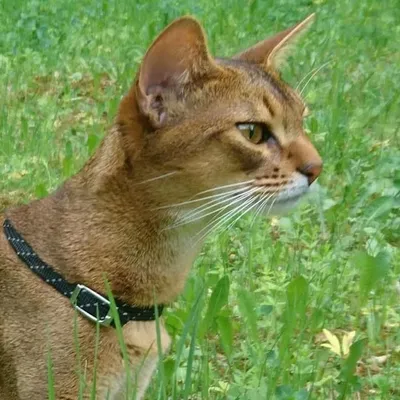 ๐ฑ ABYssinian cattery SmartABY profile