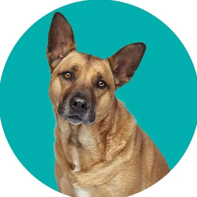 SmartyPaws profile