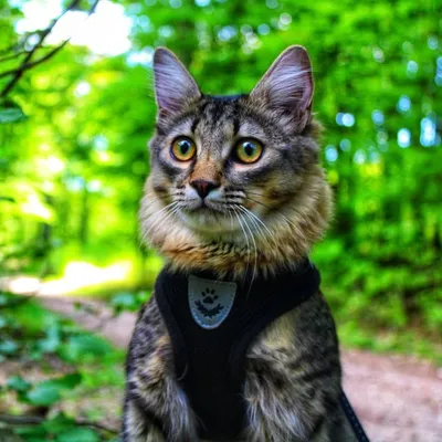 ☘️ Smilo WildCat ☘️ profile
