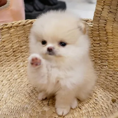 Baby Puppies ๐ถ profile
