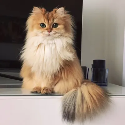 Smoothie the Cat profile