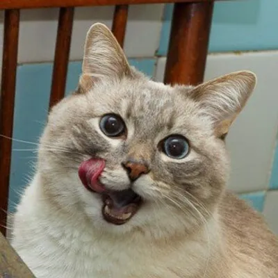 smrodcats profile