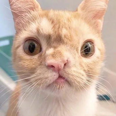 Smush ๐๐ profile
