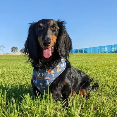 Kevin the Dachshund profile