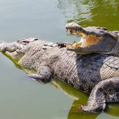 Croc profile