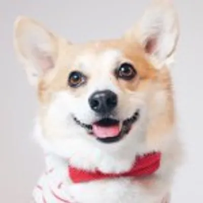 ๐ sneakers the corgi profile