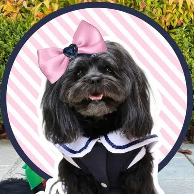 Snoopy Girl - the fluffy cute dog ๐๐ฆ๐บ profile
