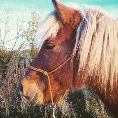 Snorri profile