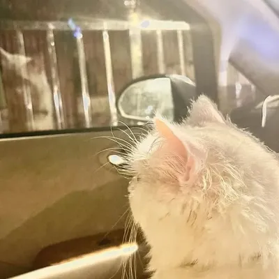 Snow ❄️ profile
