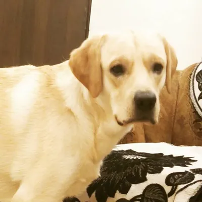 SNOWY | The Labrador profile
