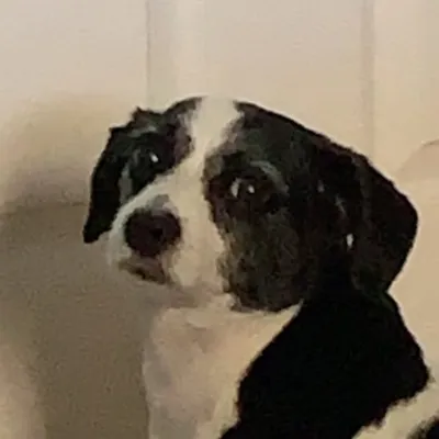 ( ͡° ʖ̯ ͡°) profile