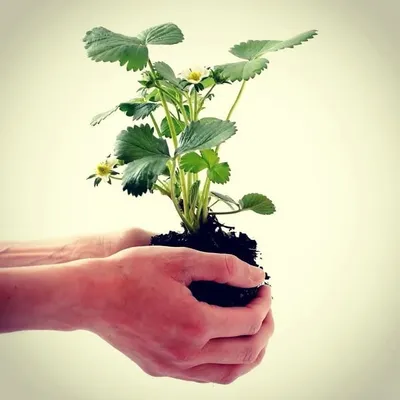 Gardening Architect profile