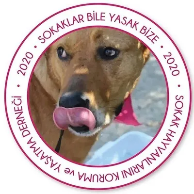 Sokaklar Bile Yasak Bize profile