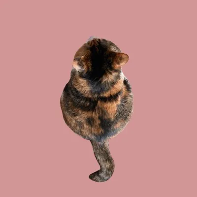 ๐ป M O R A E ๐ป profile