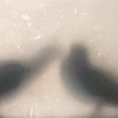 Neeraj Saini profile