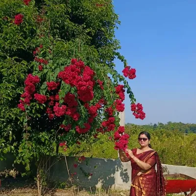 pallobi sonowal profile