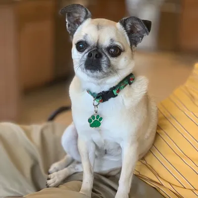 SookieTheChug profile