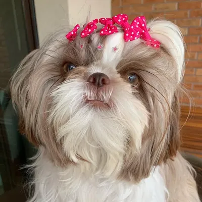Panqueca 🐶 profile