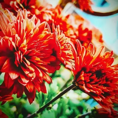 soubhagya photography profile