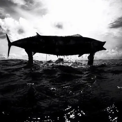 SouthEast Spearfishing Tournament profile