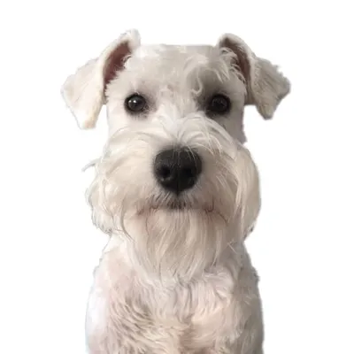 š¶ā BARTOLO ā profile