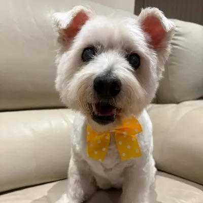 Sparkle the Westie x Maltese profile