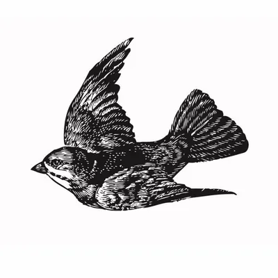 Sparrow Fragrances profile