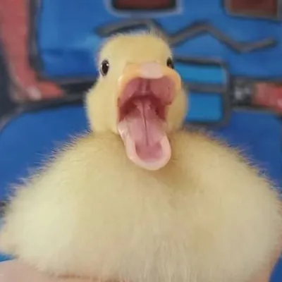 duck profile