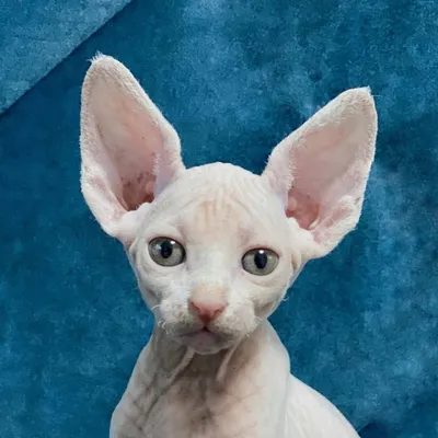 Доби-canadian sphinx😺 profile
