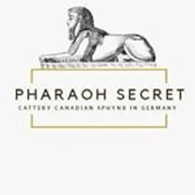 Sphinx cattery"Pharaoh Secret" profile