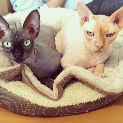 Sphynx Cat Lovers profile