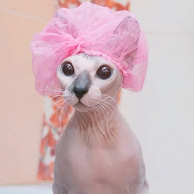 Sphynxismyworld profile