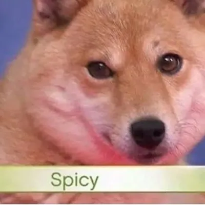 dog memes profile