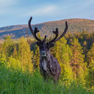 Spirit of Lapland profile