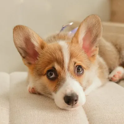 Sploot & Cannoli The Corgis profile