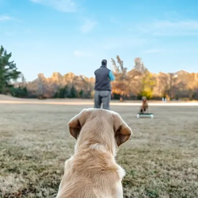 Sporting Life Kennels profile