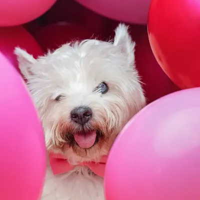 Senior blind westie dog ๐ ๐พ profile